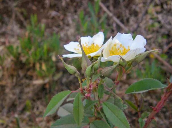 Rosa abyssinica, Malcolm Manners 3-2-w.jpg