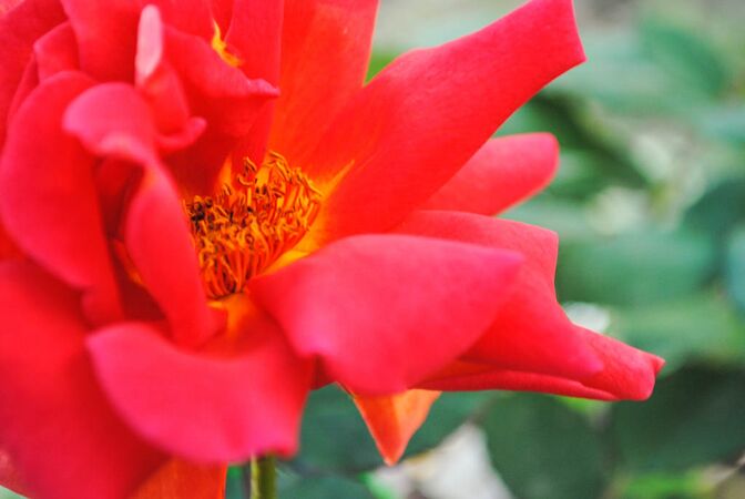 Rose d'Amour, Pat Toolan 1-2-w.jpg