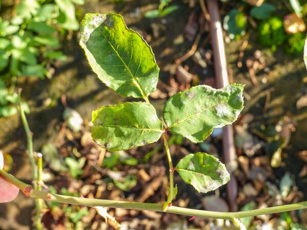 Andrés Battle, Andrea Moro, Università di Trieste 6-2-w.jpg