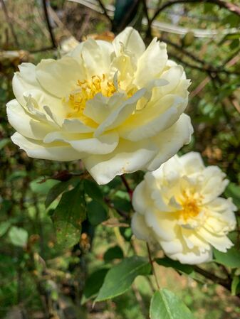 Dream in Cream, Girija Viraraghavan 3-2-w.jpg
