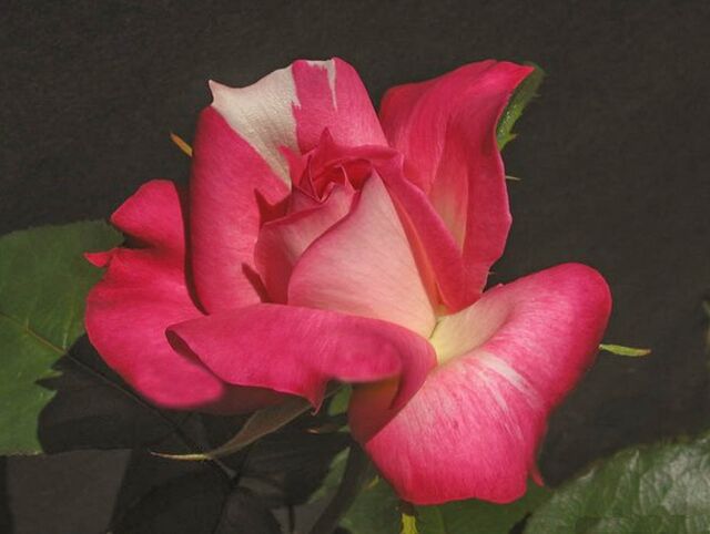 Ingrid Mander-Fuchs – Rose-Biblio