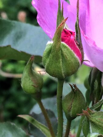 Bouton floral aux sépales le dépassant