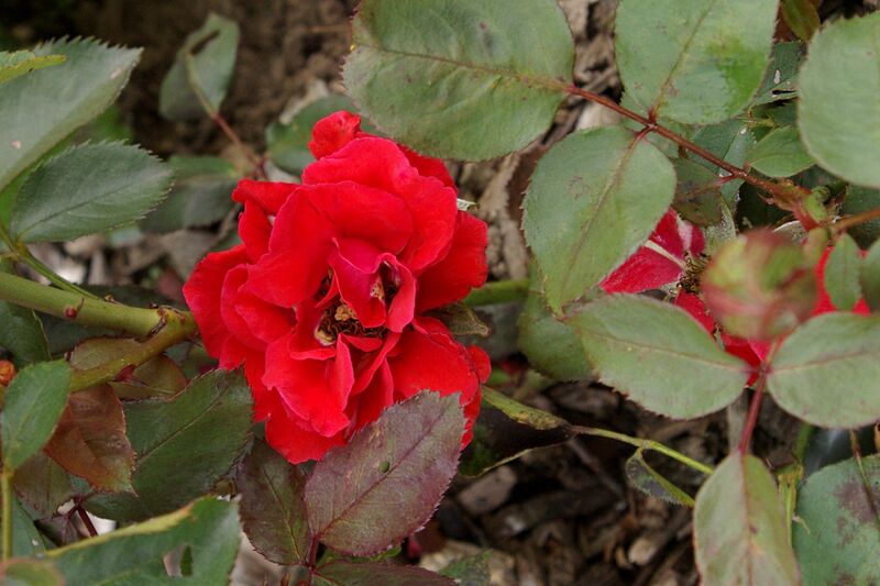 Revolution – Rose-Biblio