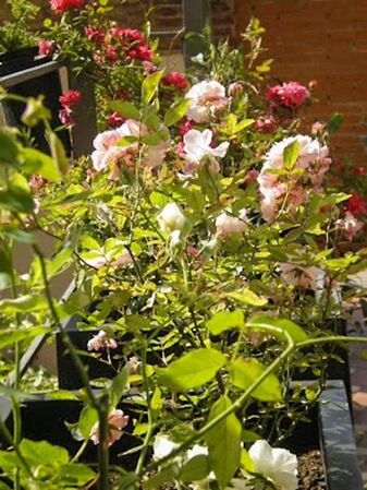 San Valentin, Dias de rosas 3-2-w.jpg