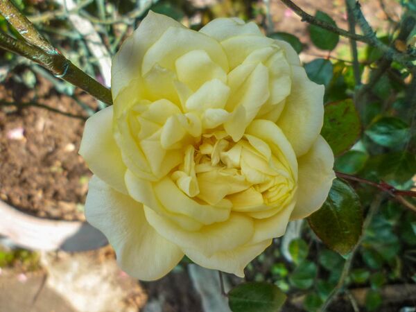 Christopher Camille Warrior Princess (4)-2-w.jpg