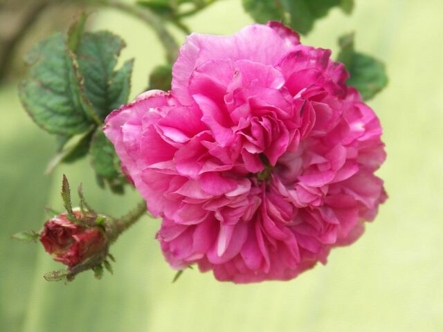 Ariane – Rose-Biblio