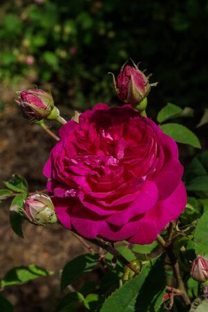 Beau Narcisse – Rose-Biblio