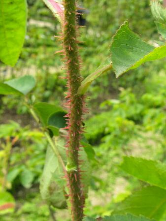Salet, Stéphane Barth, L'Haÿ 6-2-w.jpg