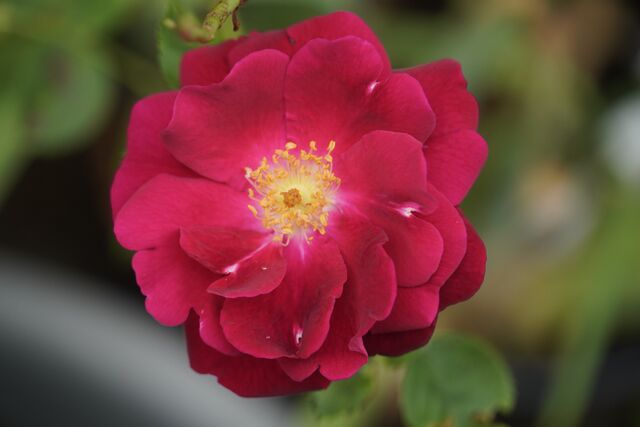 Diabolo – Rose-Biblio