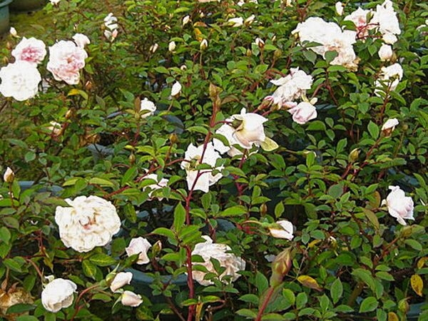 Hume's Blush Tea-scented China, Mejiamei Gardening Co., Ltd 5-1-w.jpg
