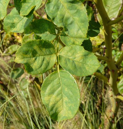 Roselandia, Andrea Moro, Università di Trieste 5-2-w.jpg