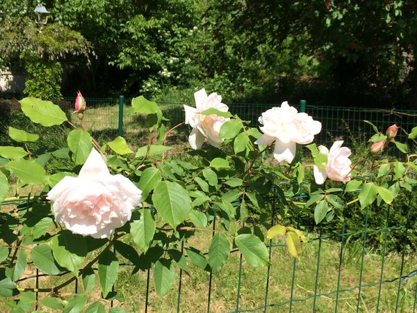 Fleurs assez nombreuses à la première floraison en mai 2025