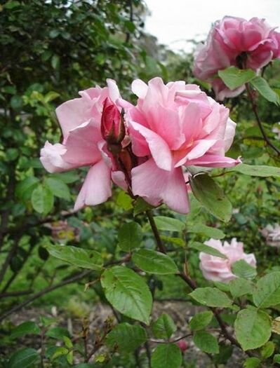 Almerta Orchard Pink 3, Pat Toolan, Barossa Old Rose Repository-w.jpg