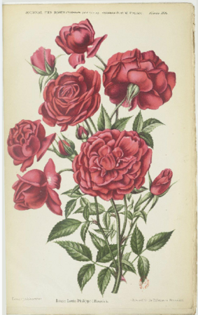 Louis-Philippe, Journal des Roses, 02.1899.PNG