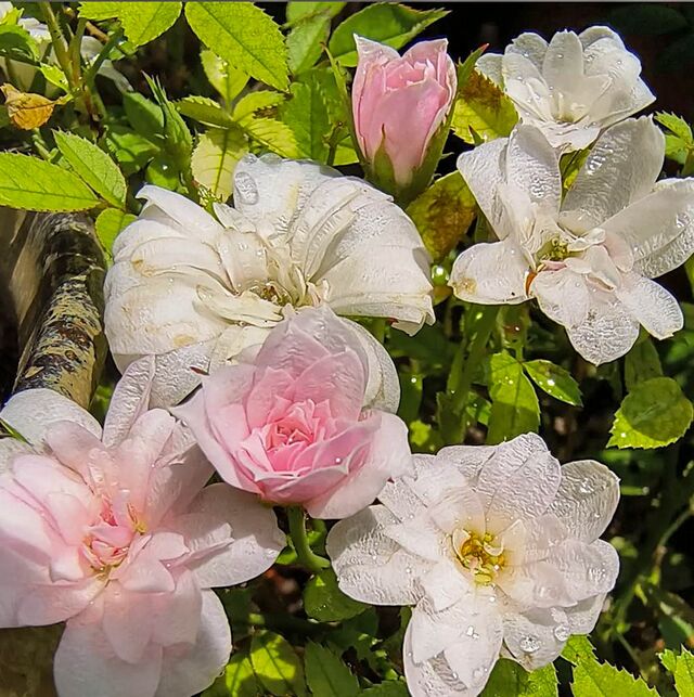 Si – Rose-Biblio