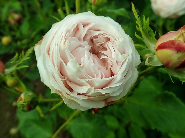 Gloire d’Olivet, SalycinaSGH 1-2-w.jpg