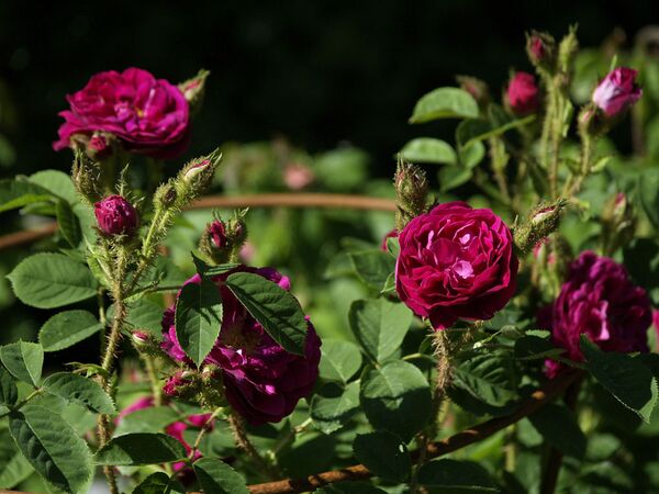 Rosa Centifolia-Henry Martin-2020-06-15- 6158963.jpg