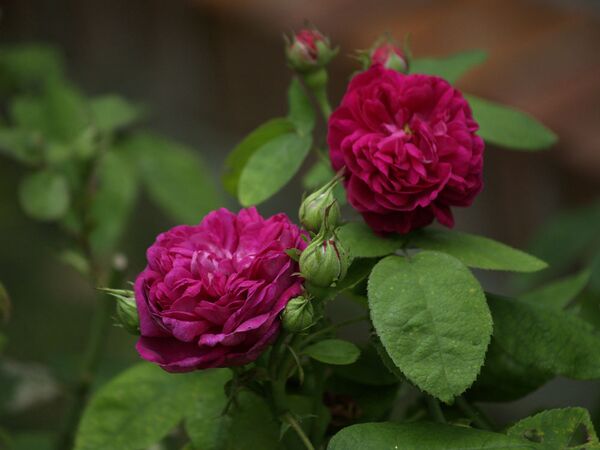 Rosa Remontant-Rose de la Reine-2020-07-18- 7189289.jpg