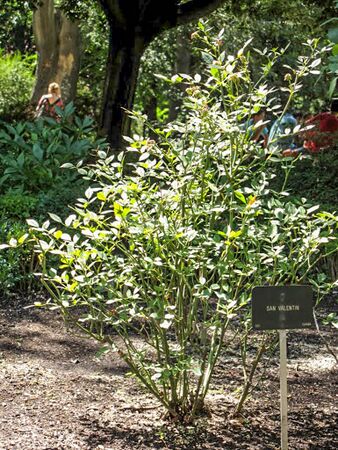 San Valentin, Dias de rosas-2-w.jpg