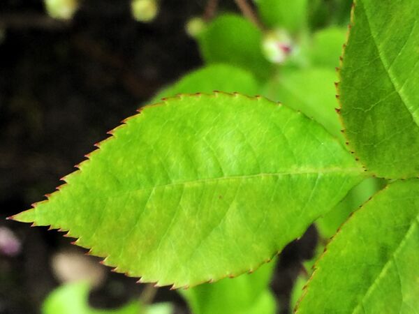 Close-up sur une foliole