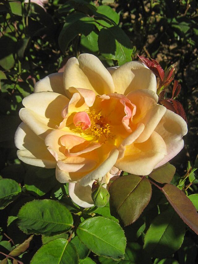 Duchess of Wellington – Rose-Biblio