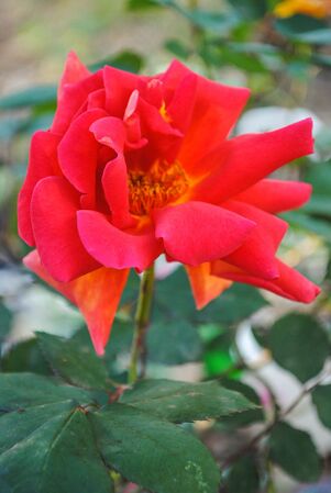 Rose d'Amour, Pat Toolan 2-2-w.jpg