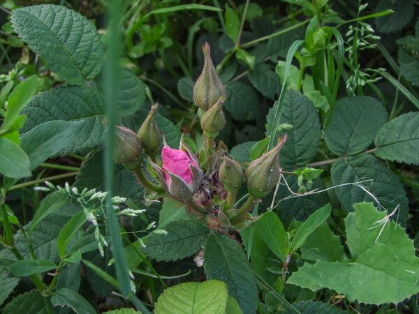 Rugosa Repens Roses - Smith 1904 - GE Parennes DSCF3232-2-w.jpg