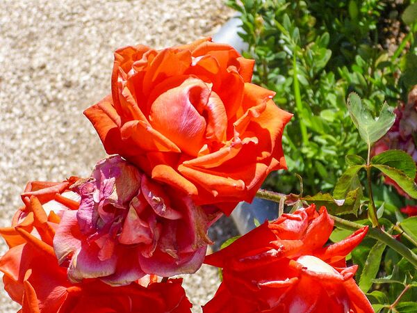 Sra de Franco, Javier Martinlo 1-2-w.jpg