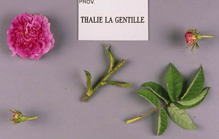 Thalie la Gentille, Stéphane Barth, L'Hay 2-2-w.jpg
