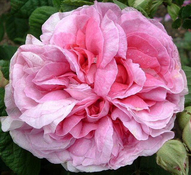 Centifolia Rosea – Rose-Biblio