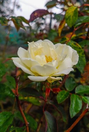 Dream in Cream, Girija Viraraghavan 5-2-w.jpg