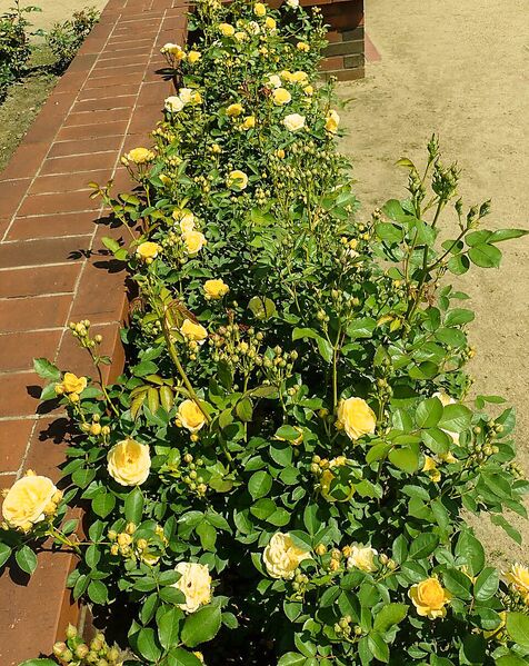 Datei:Venus, Salicyna, Szczecin, Polen 10-2-w.jpg