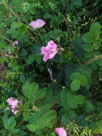 Rugosa Repens Rosea - Smith 1904 - GE Parennes DSCF3233-2-w.jpg