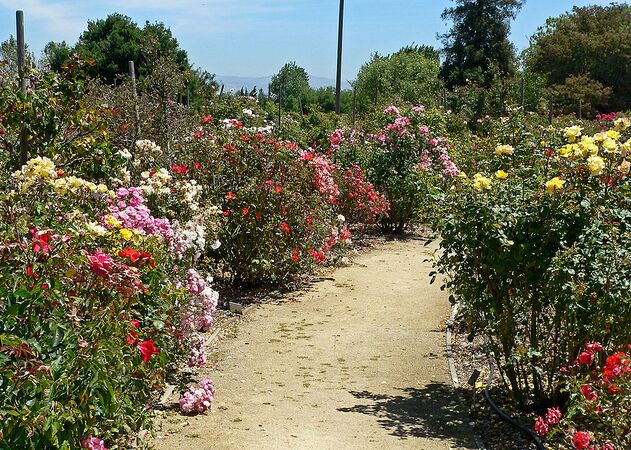 San Jose Heritage Rose Garden view 2.jpg