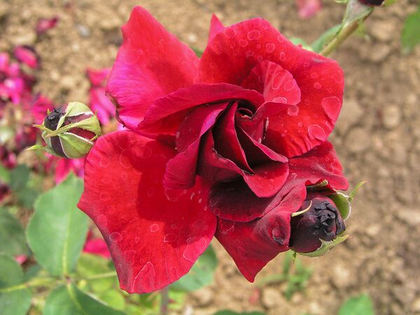 Satan, Průhonický park, Chotobuz 2-2-w.jpg