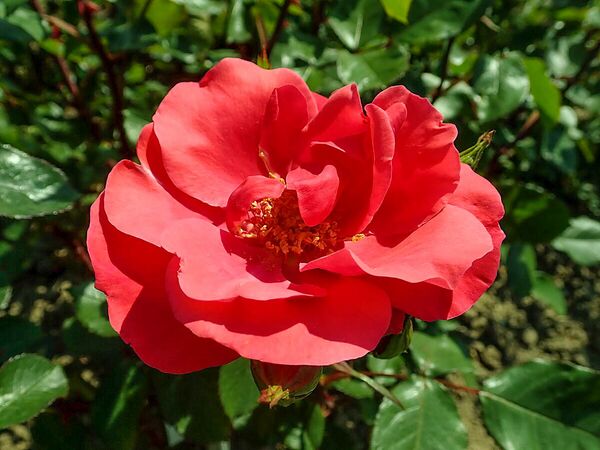 Senora de Carulla,, Salicyna, SGH 1-2-w.jpg