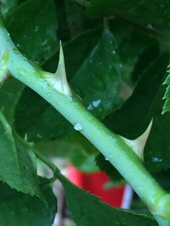 Aiguillons verts sur une jeune tige