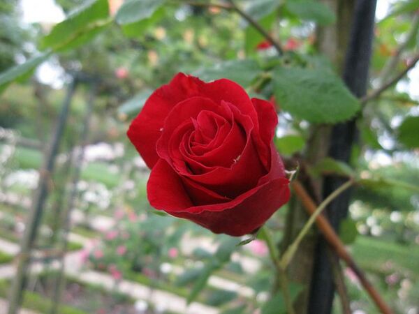 Fugue – Rose-Biblio