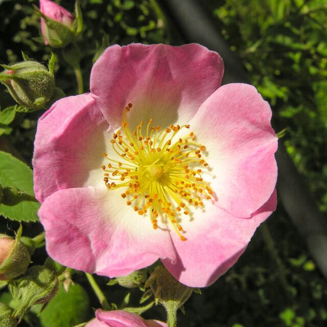 Kew Rambler – Rose-Biblio