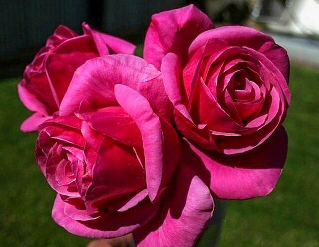 Kabookie – Rose-Biblio