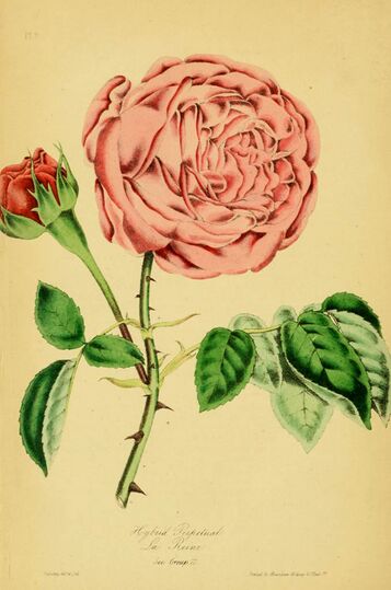 The Rose Garden, In 2 divisions, I + II, William Paul, 1848