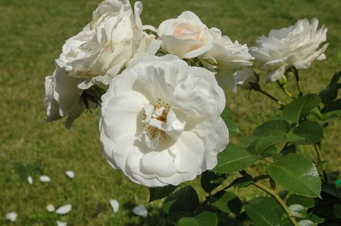 Mount Shasta, Olga Topalova 2-2-w.jpg