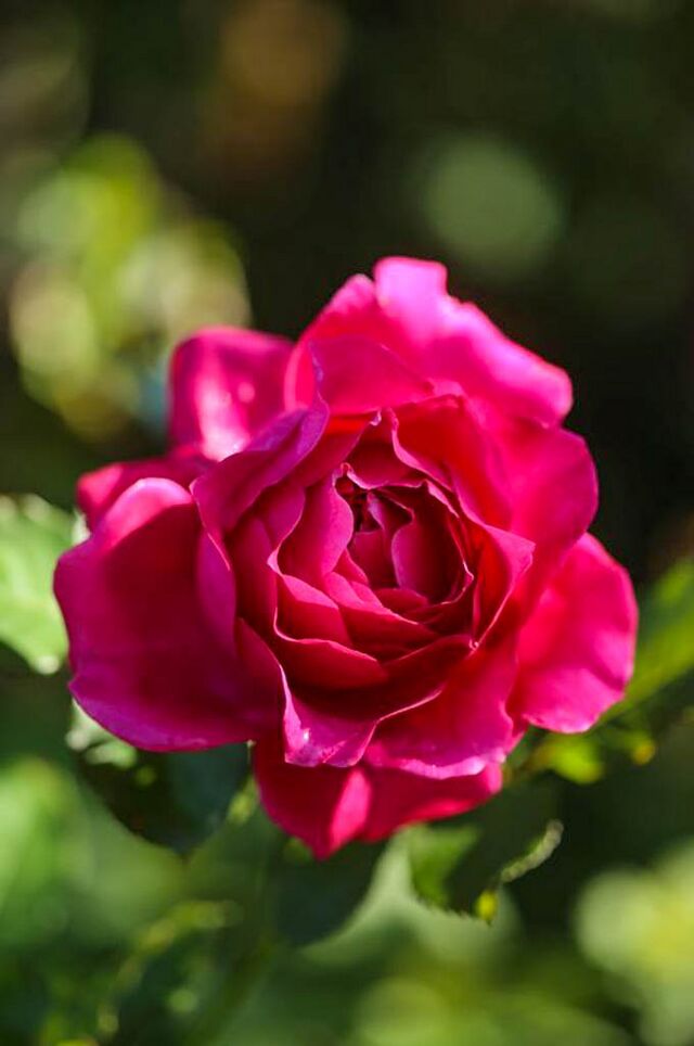 Raspberry Rapper – Rose-Biblio