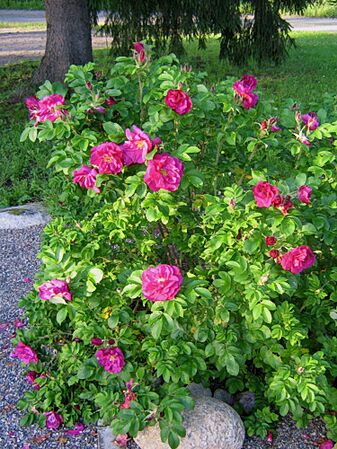 Moje Hammarsberg, Finnish Rose Society 2.jpg