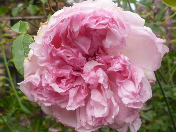 Rose of Yesterday, Girija Viraraghavan 10-2-w.jpg