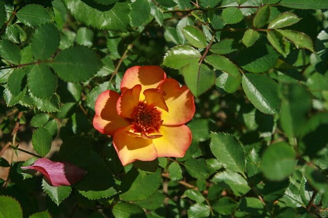 Persian Autumn, Tatiana Roses-2-w.jpg