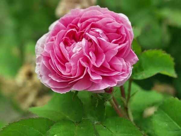 Rosa centifolia minor (petite de hollande) filtered-3-g.jpg