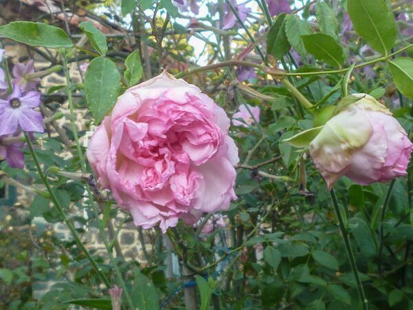Rose of Yesterday, Girija Viraraghavan 6-2-w.jpg