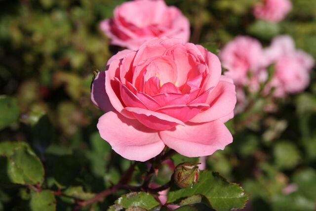 Milrose – Rose-Biblio
