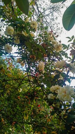 Dream in Cream, Girija Viraraghavan 11-2-w.jpg